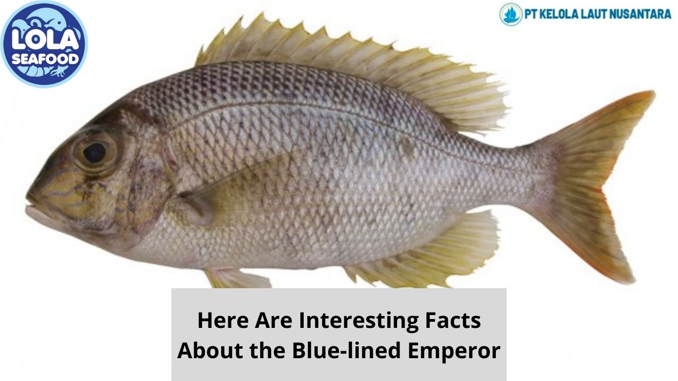 Here Are Interesting Facts About the Blue-lined Emperor